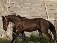 Yegua, Caballos — foto 2