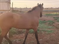 Kobila, Mugalzhar horse — fotografija 1