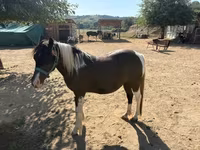Égua, Cavalos — foto 3