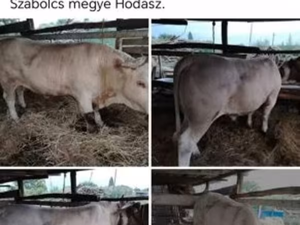 公牛, Cattle