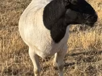 Widder, Dorper sheep — Foto 3