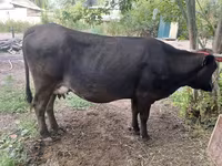 Krava, Swiss cattle — fotografija 2