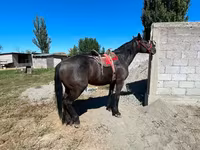 Pastuv, Karabair horse — fotografija 4
