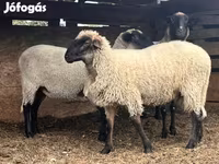 Widder, Tsigai sheep — Foto 3