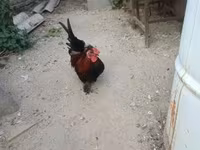Chickens — الصورة 2