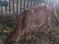 Bull, Cattle — photo 2