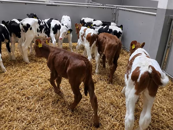 雄牛, Simmental cattle