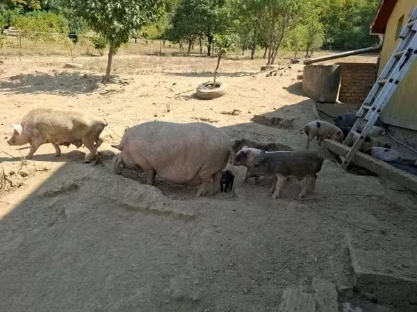 Свині (партія, стать не вказано), 