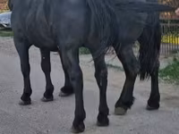 Cavalo, Cavalos — foto 1