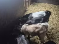 Bode, Nubian Goat — foto 2