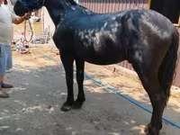 Caballo, Caballos — foto 3