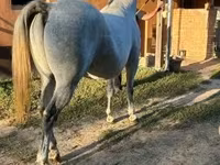 At, Lipizzaner — foto 3