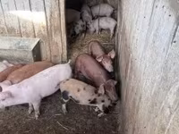 Pigs (batch, sex not specified), Топигс Норсвин — photo 7