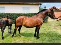 母马, Horses — 照片 1