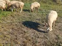 Schaf, Karabakh sheep — Foto 6