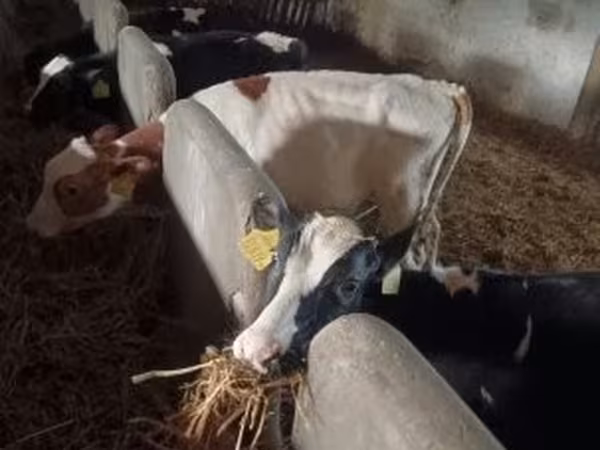 Byk, Simmental cattle — Węgry