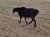 Qoç, Blackheaded Persian sheep — foto 5
