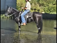 Kobyła, Tennessee Walking Horse — zdjęcie 7