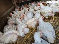 Chickens — الصورة 5