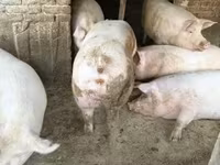 公猪, Pigs — 照片 6