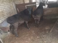 Bode, Cabras — foto 3