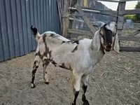 Теке, Nubian Goat — 2-сурет