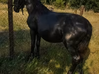 Horse (M), Horses — photo 6