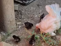 Chickens — fotografija 1