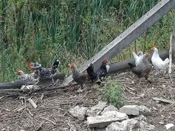Chickens — Hungria
