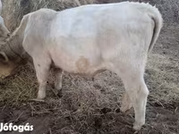公牛, Charolais cattle — 照片 3