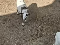 Carnero, Cameroon sheep — foto 4