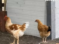 Chickens — photo 3