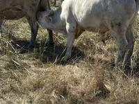 Touro, Vaca vermelha sem chifres — foto 5