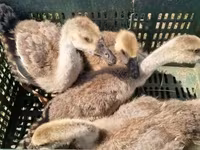 Geese — Foto 3