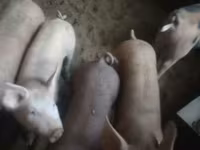 猪（批次，未指定性别）, Pigs — 照片 3