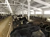 Krava, Yaroslavl cattle — fotografija 7