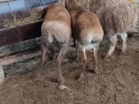 Ovca, West-Siberian mutton sheep — fotografija 2