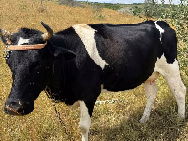 母牛, Russian Black pied cattle