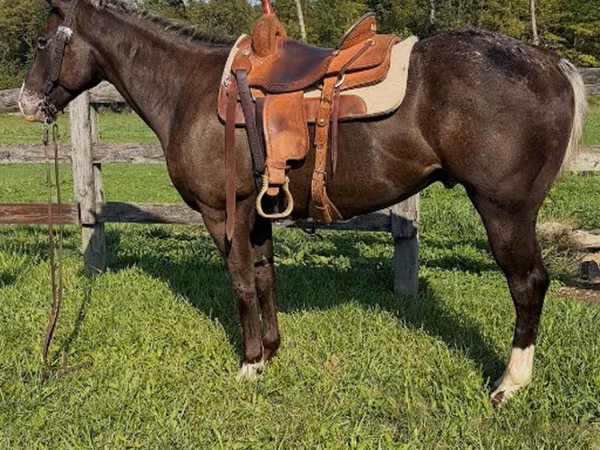 Pastuv, Appaloosa