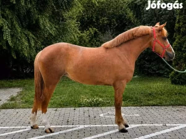 घोड़ी, घोड़े