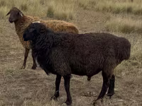 كبش, Kazakh fat-tailed coarsewool sheep — الصورة 2