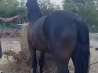 Pastuv, Friesian — fotografija 3