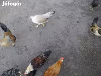 Chickens — Foto 2