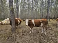 Sigir, Simmental cattle — 6-rasm
