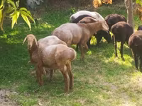 Qoyunlar (partiya, cinsi göstərilməyib), Arashan sheep — foto 3
