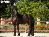 فرس, Friesian — الصورة 1