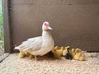 Ducks — Foto 3
