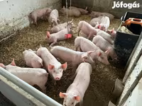 猪（批次，未指定性别）, Pigs — 照片 5
