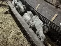 Sheep, Sheep — photo 3