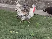 Turkeys — Foto 3